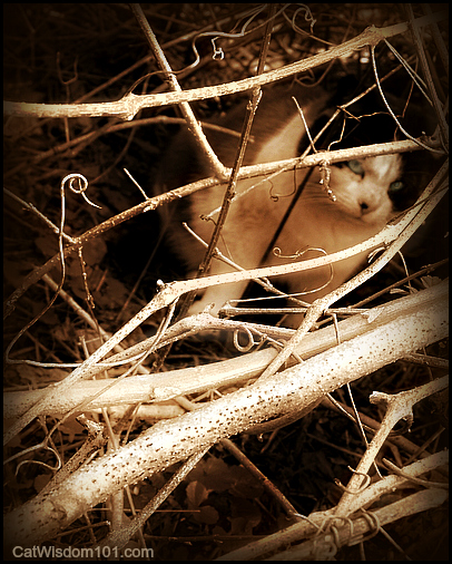 cat-art-hiding-saturday photo hunt-withered