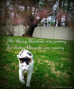cat-cherry blossom-odin