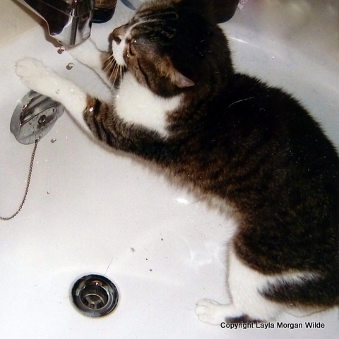 cat-drinking water-tap-vet 101