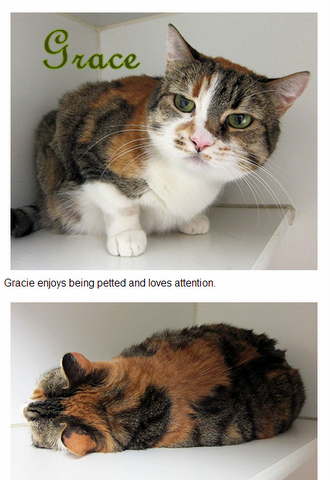 cat-shelter-paws-grace-coliby