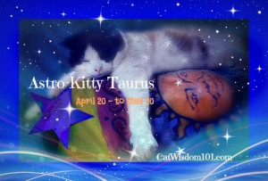 Taurus cat astrology