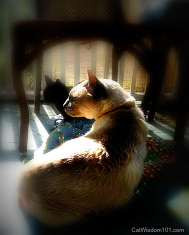 cats-sun-porch-spring