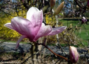 magnolia-blossom