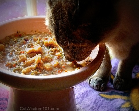 oracle-cat food-holistic-giveaway