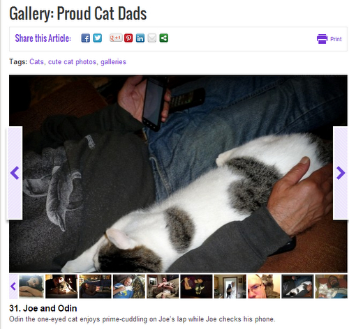 petfinders-proud cat dads-cats