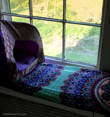 cat-perch-windowsill