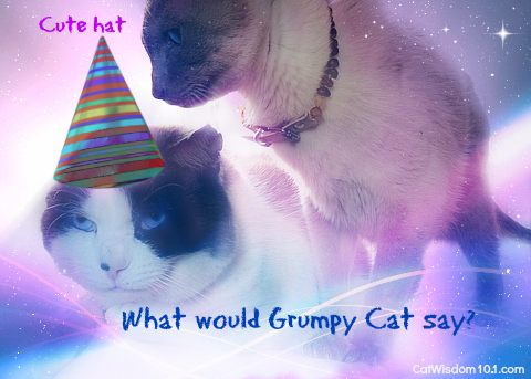 cats-birthday-hat-grumpy cat