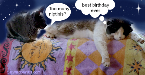 cats-party-the day after-niptinis