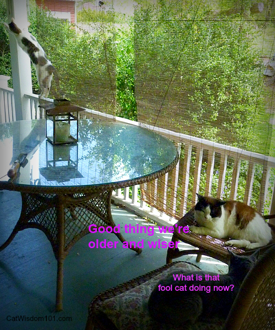 cats-porch-caturday