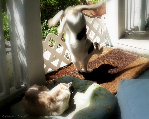 cats-porch-jumping