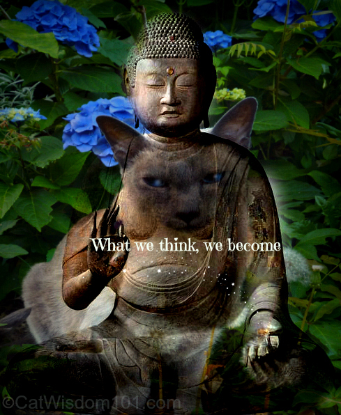 Buddha quote-cats-