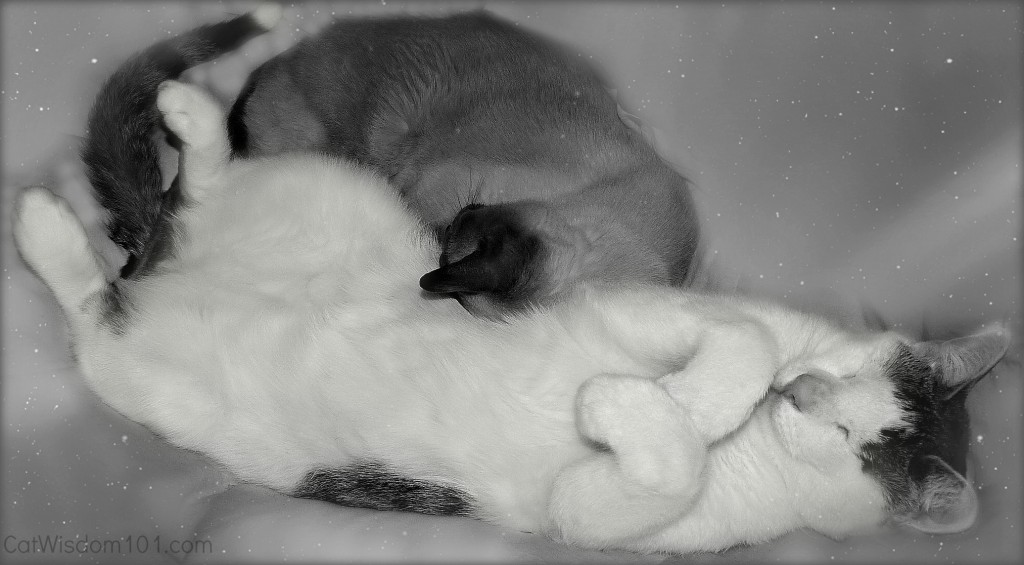cats-napping-black and white-cute
