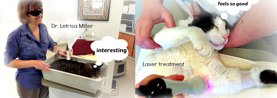 Laser cat-Dr. Letrisa Miller-vet
