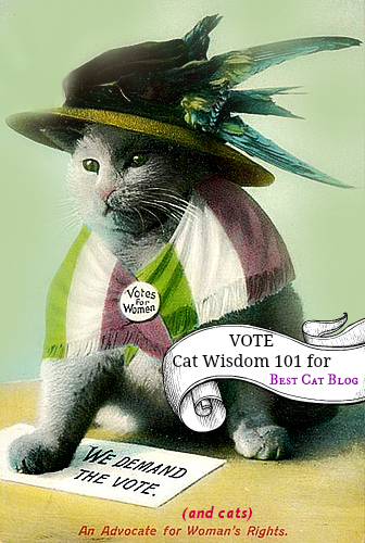 cats-voting-suffragette-petties