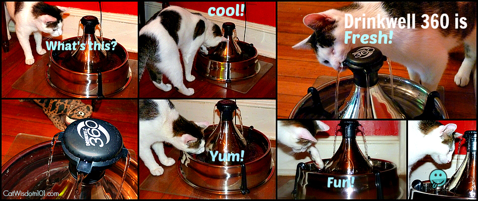 drinkwell 360 -giveaway-review-pet drinking fountain-cats-