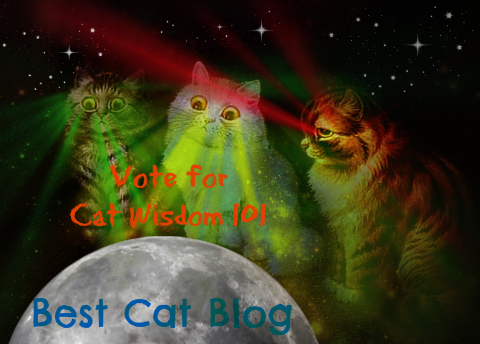 laser cat-vote-pettie awards