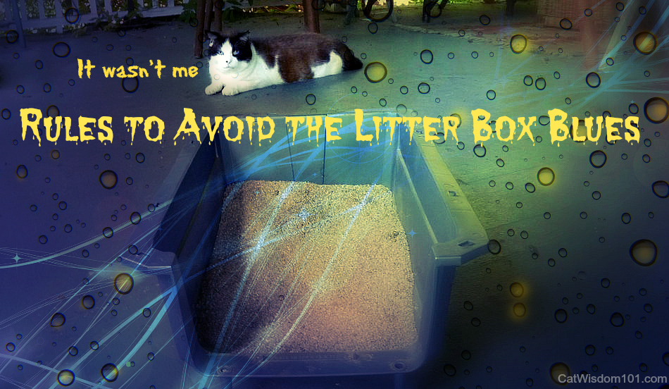 pee puddle-cats-litter box blues