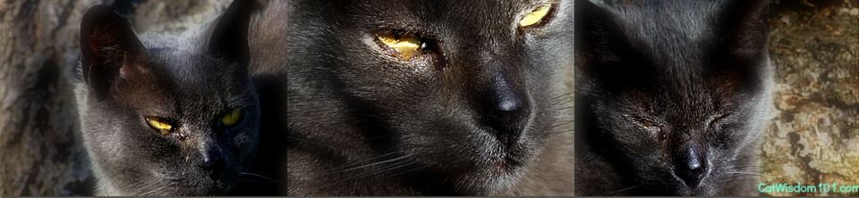 feline eye infections Cat Wisdom 101