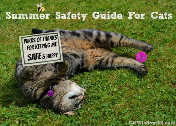 Summer safety guide for cats