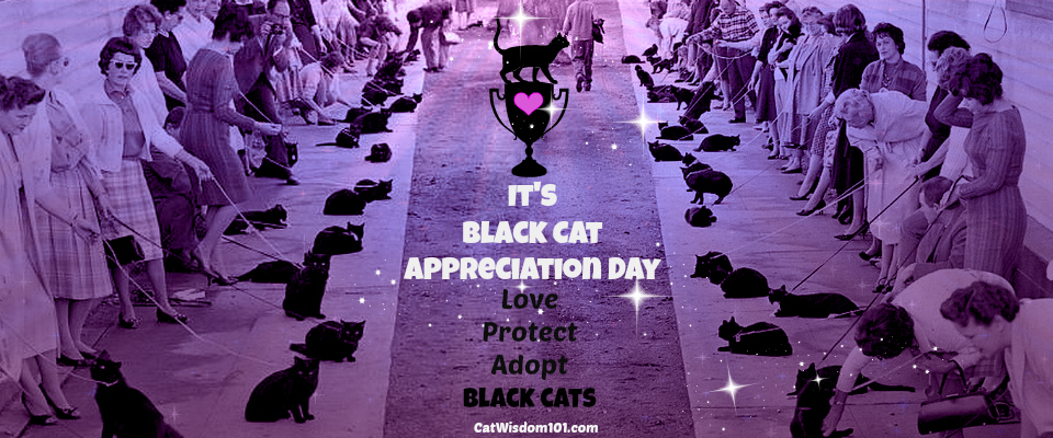 black cat appreciation day-black cats-humor.2