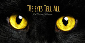 Cat eyed