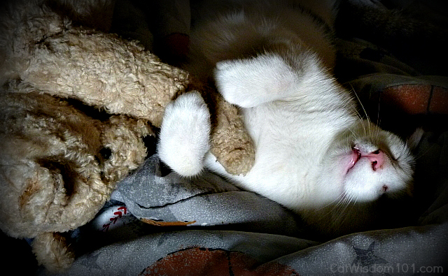 odin the cat and teddy bear 
