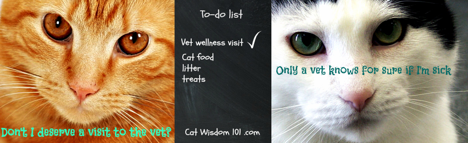 world veterinary day-take your cat to the vet day