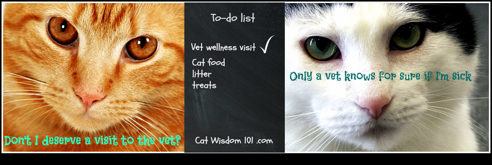 preventative cat wellness visits