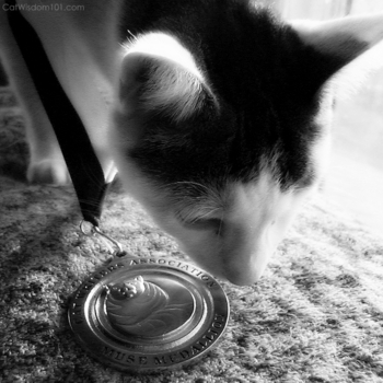 CWA Muse medallion-cat-award-photography-001