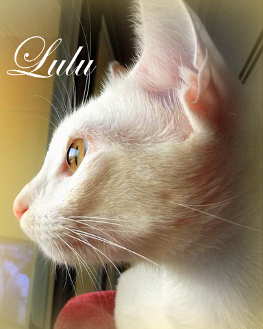 Lulu cat-friskies cat video awards