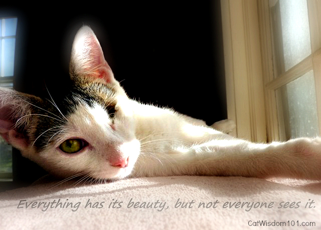 Odin- kitten quote beauty