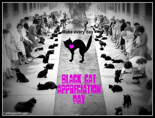 Black Cat Appreciation Day is Priceless | Cat Wisdom 101