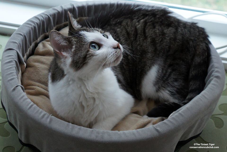 Gracey-Tiniest Tiger | Cat Wisdom 101