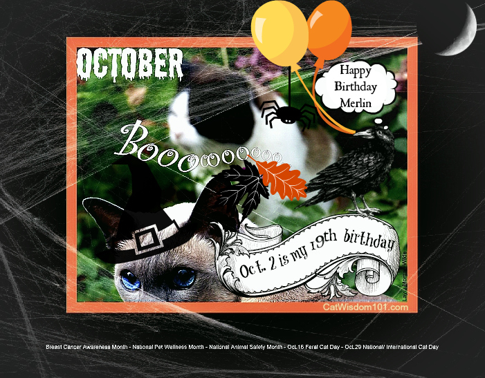 October- cats-Merlin-holiday-birthday-halloween-001