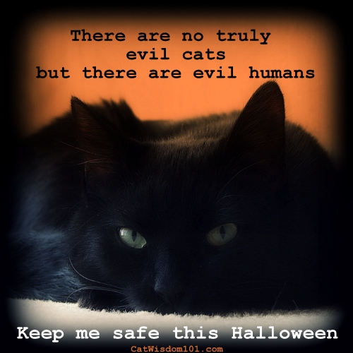 Black cat Halloween PSA
