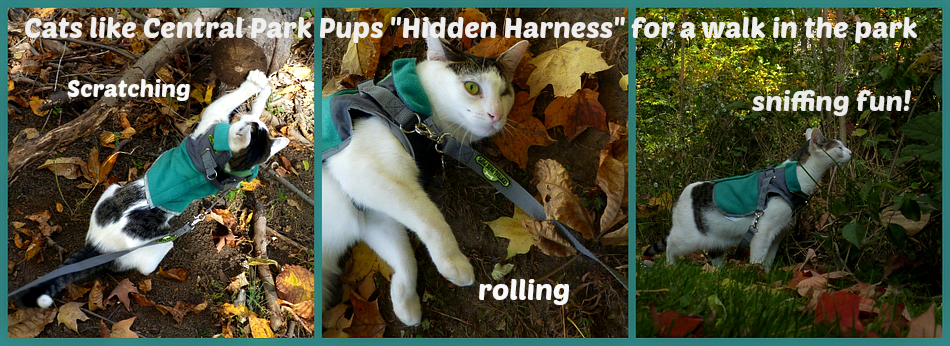 central park pups-hidden pet harness-giveaway