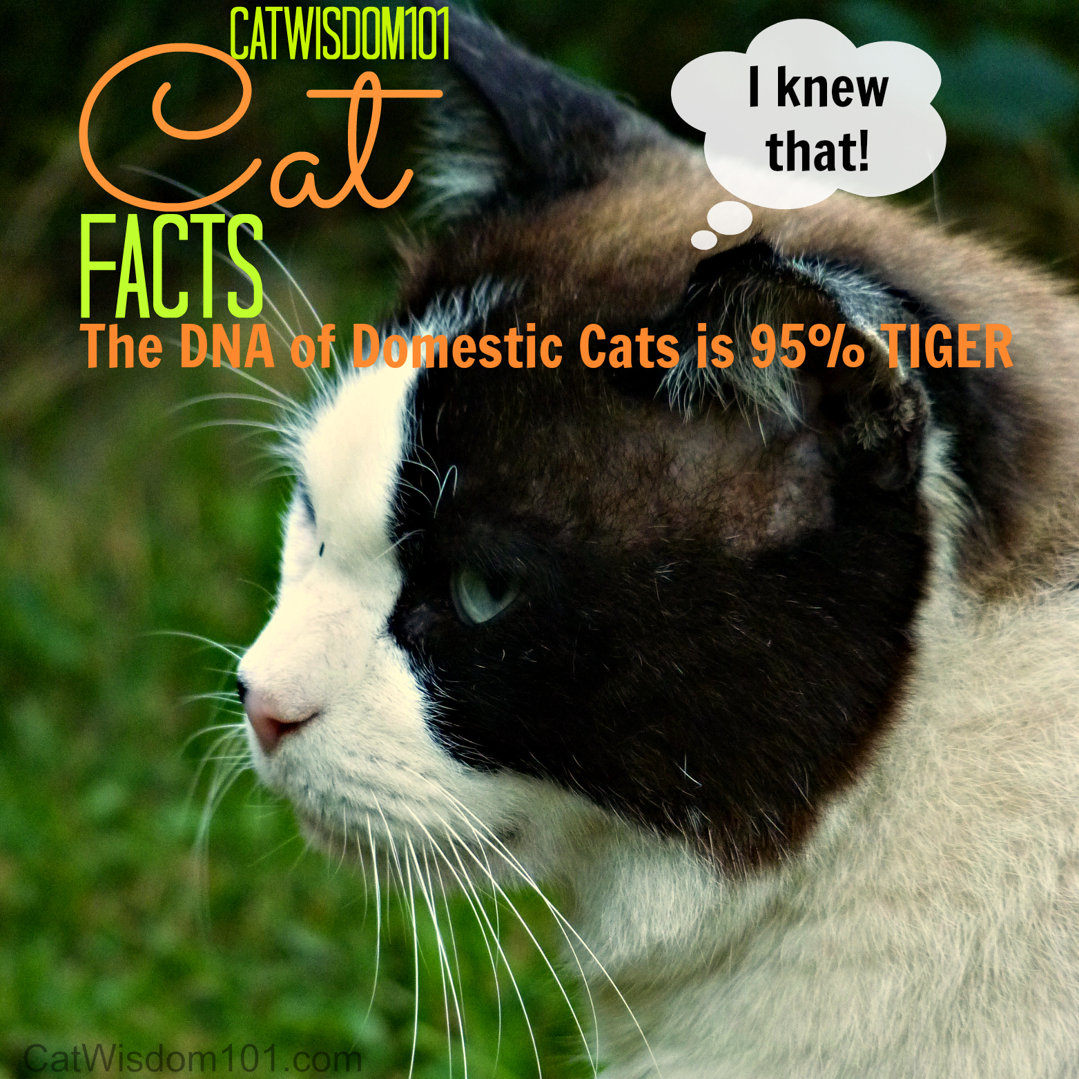 cat DNA is 95% tiger