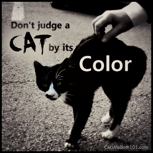 don't judge-cat-by its-color-quote-black