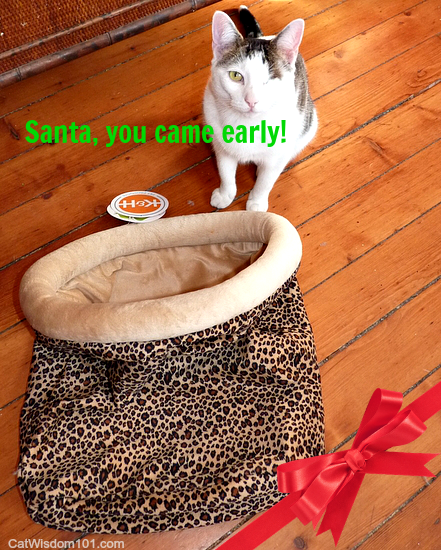 Kitty sack cat bed