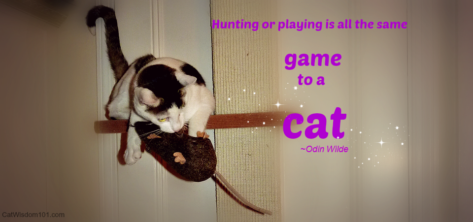 cat mouse quote