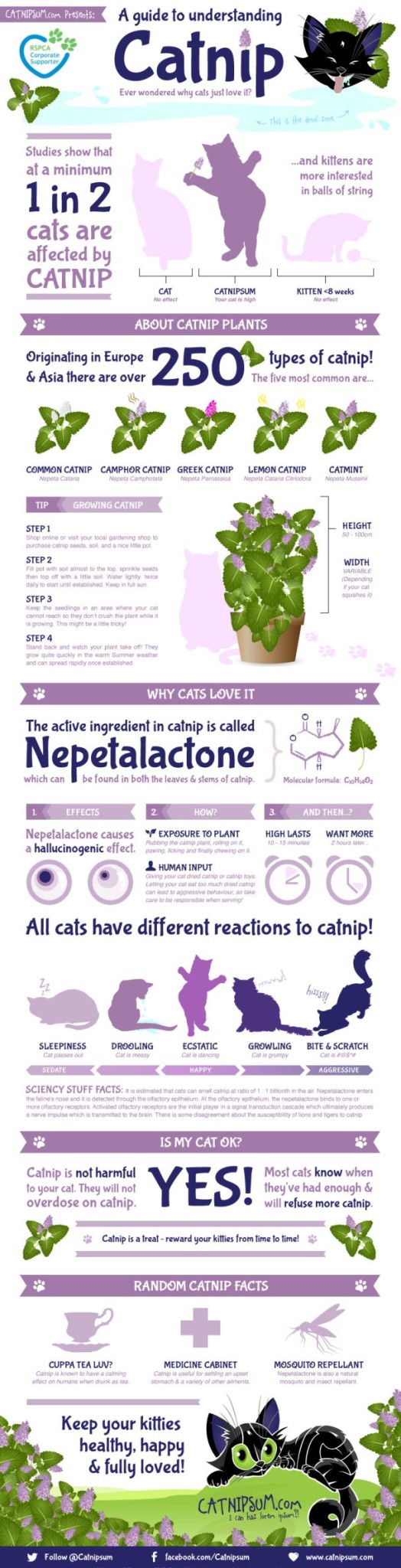 catnip infographic