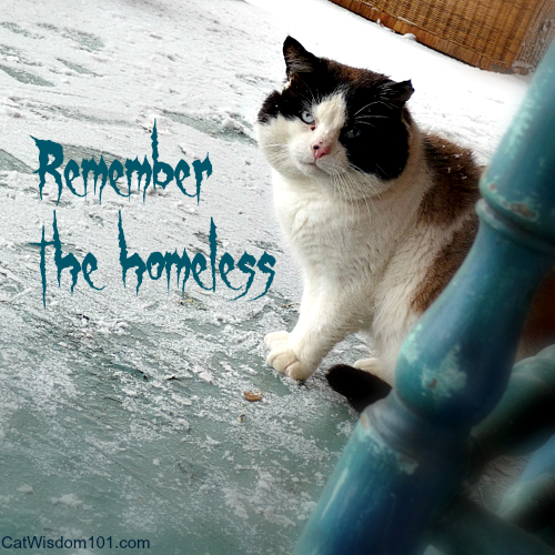 domino feral-remember homeless cat winter