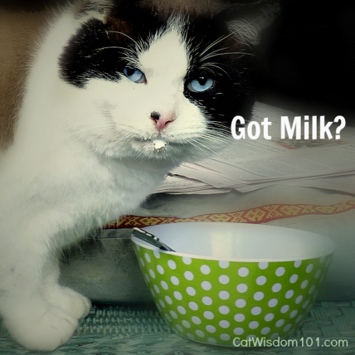 got milk-humor-cat-cat wisdom 101-quote