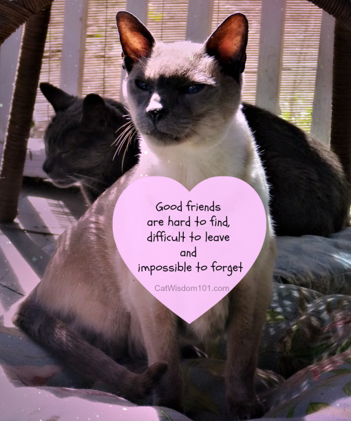 Merlin and Gris Gris cat friends quote