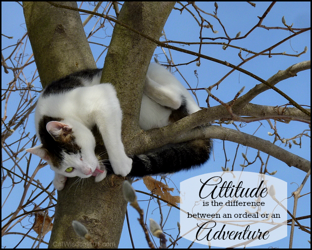 tree climbing cat