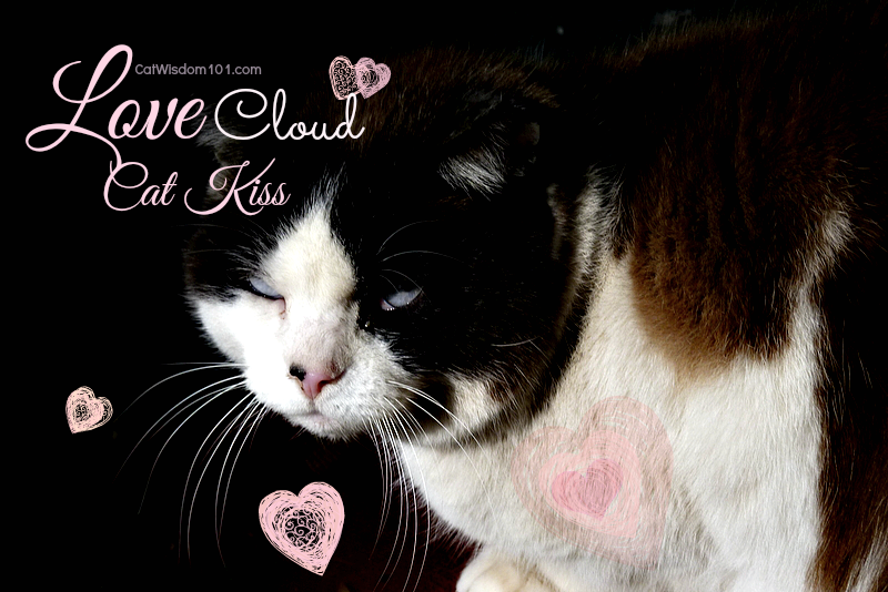 Kitty kisses-slow blink-cat love cloud kiss