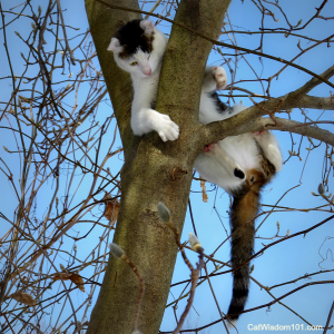 cats tree