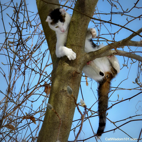 Odin the cat climbing tree down