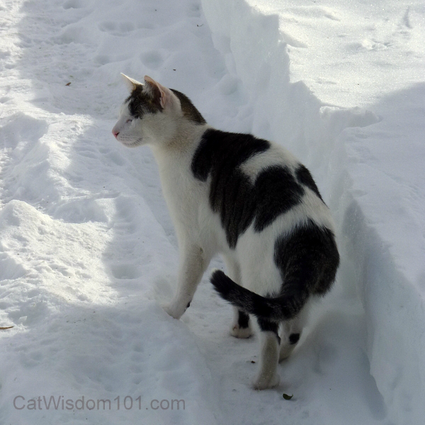 Odin snow cat