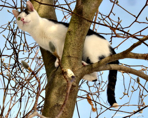 snow_cat_Odin_tree